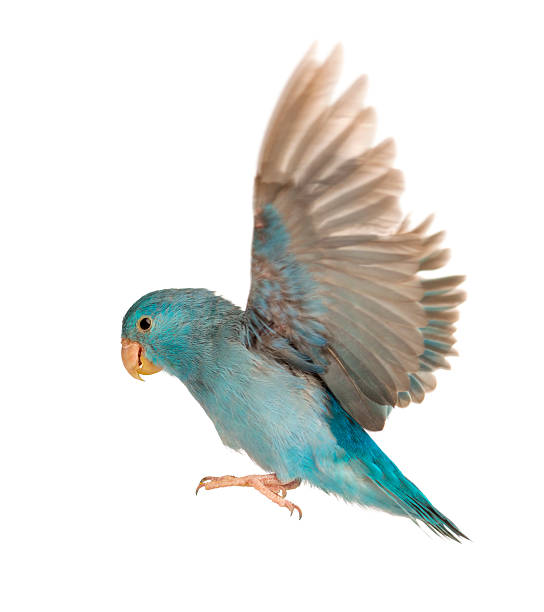 istock Stop motion capture of a Pacific Parrotlet, Forpus Coelestis 471498897