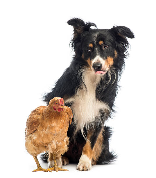 istock Border Collie, 8.5 years old, sitting behind a hen 471498903