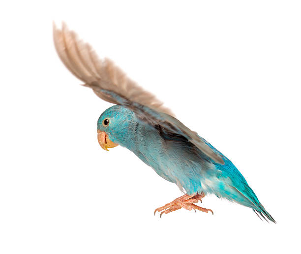 istock Pacific Parrotlet, Forpus coelestis, flying against white background 471498907