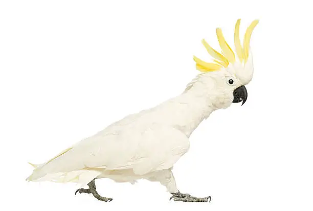 Sulphur-crested Cockatoo, Cacatua galerita, 30 years old, walking with crest up in front of white background