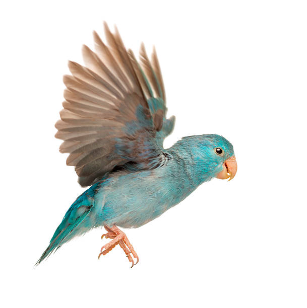istock Pacific Parrotlet, Forpus coelestis, flying against white background 471498911