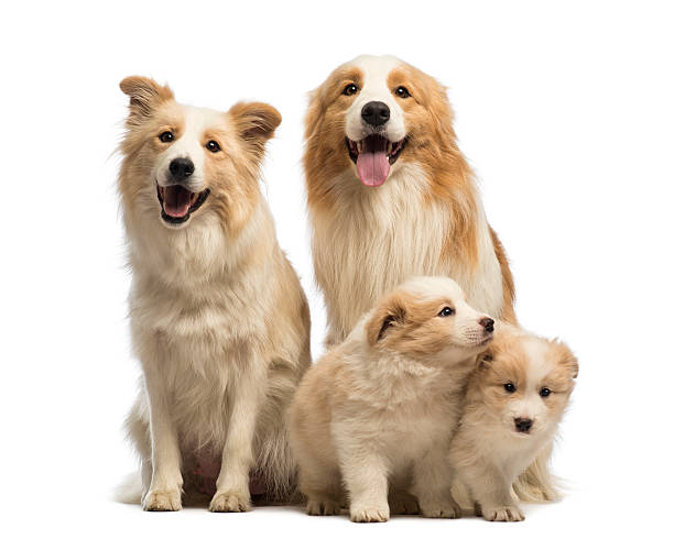 ボーダーコリー家族、父の母と子犬、シッティングエリア - 動物の親子 ストックフォトと画像