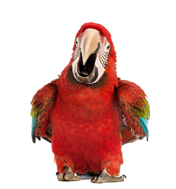 Green-winged Macaw, Ara chloropterus, 1 year old, calling