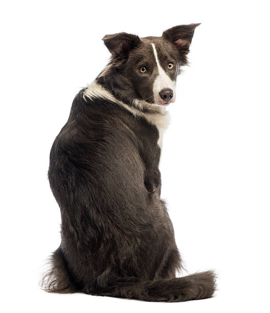 istock Rear view of a Border Collie, looking back 471498935