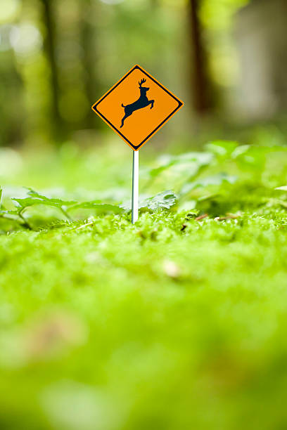 micro deer vorsicht zeichen in green forest - moose crossing sign stock-fotos und bilder