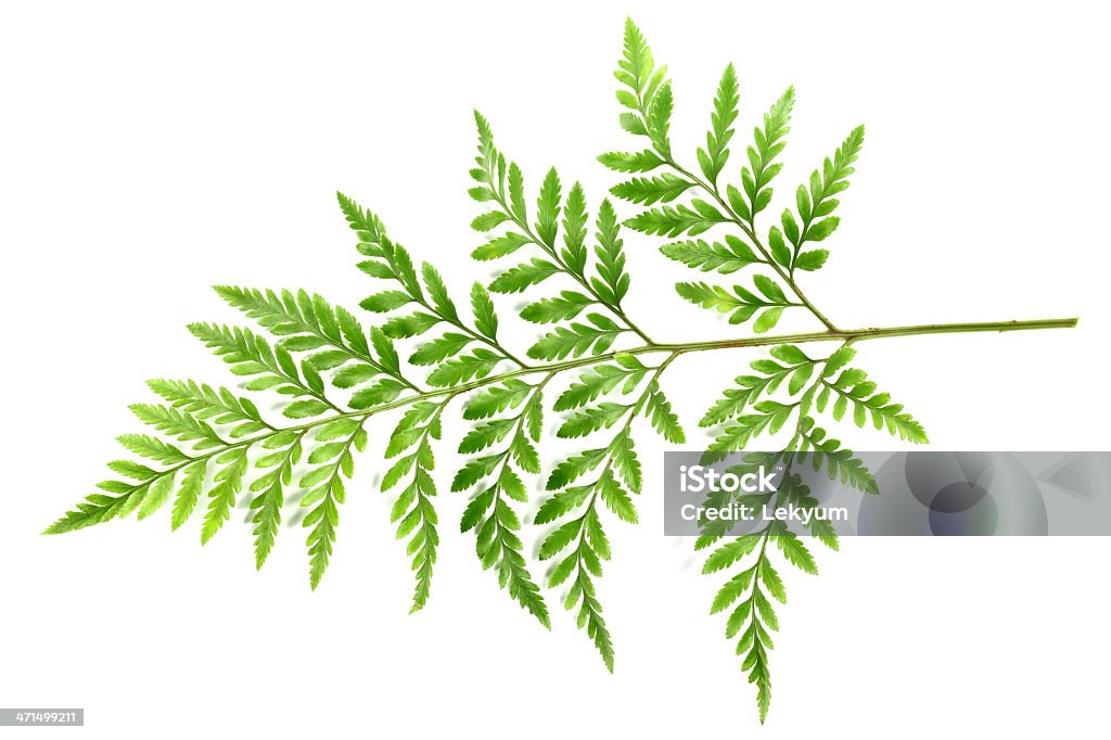 Зеленый fren лист - Стоковые фото Белый фон роялти-фри