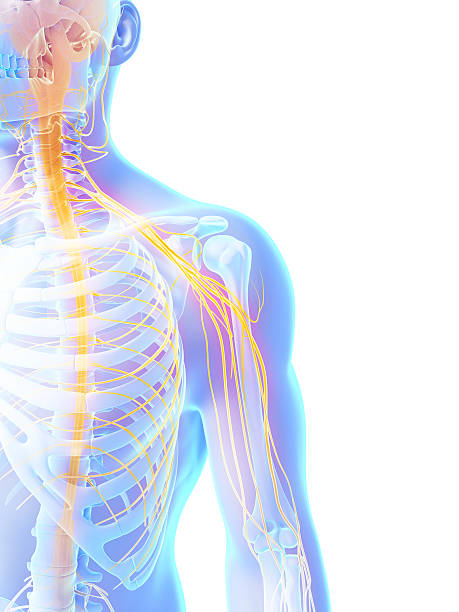 istock nerves of the shoulder 471499323