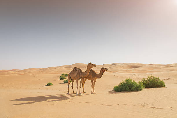 kamele in der wüste - liwa desert stock-fotos und bilder