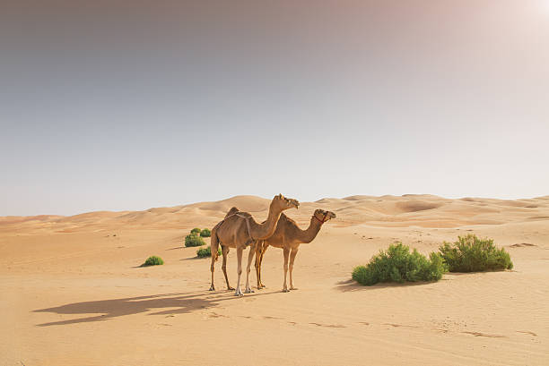 camellos en el desierto - herbivorous animals in the wild camel hoofed mammal fotografías e imágenes de stock