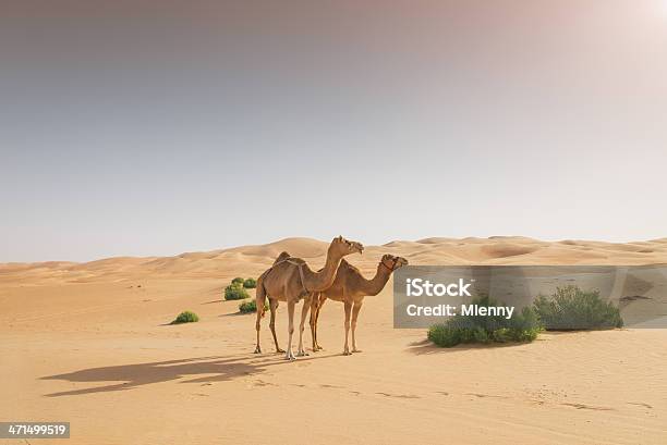 Cammelli Nel Deserto - Fotografie stock e altre immagini di Cammello - Cammello, Deserto, Arabia Saudita