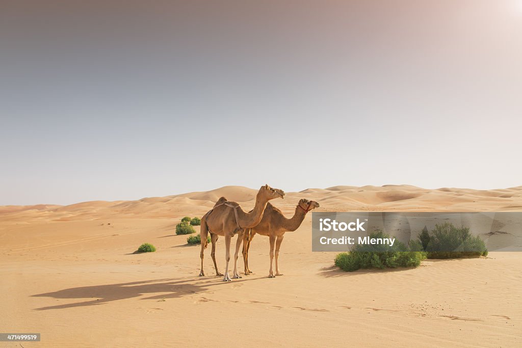 낙타 사막 - 로열티 프리 낙타 스톡 사진