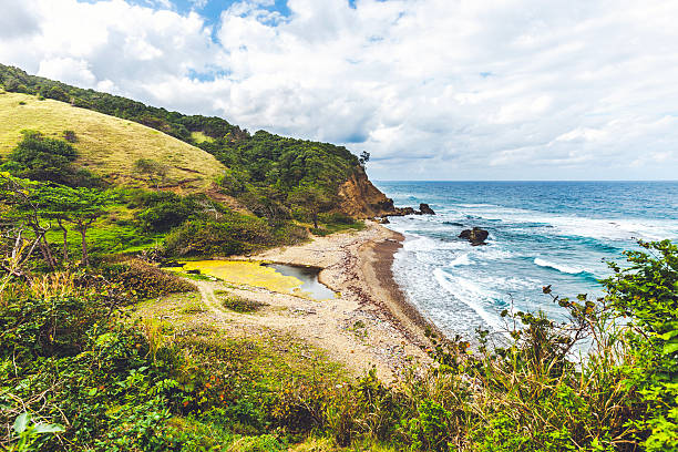 ジャマイカいます。 - tropical rainforest jamaica tropical climate rainforest ストックフォトと画像