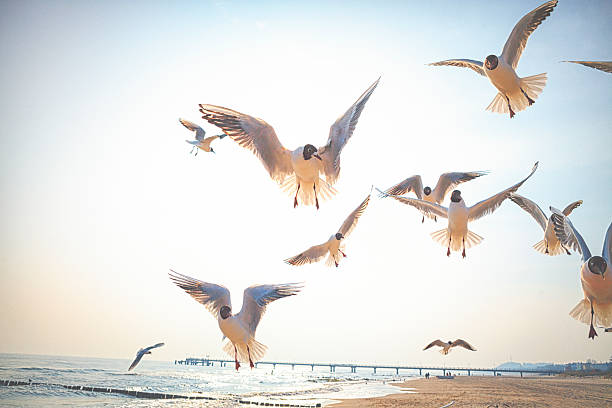 черный, возглавляемые gulls на океан - blackheaded стоковые фото и изображения
