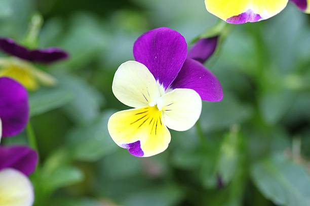 istock purple and yellow pansy 471500262