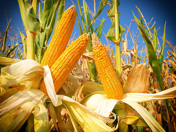 corn field - autumn corn corn crop field stock-fotos und bilder