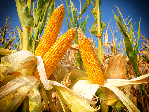Corn field,close up