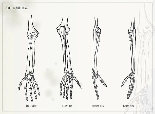 Vector illustration of Ulna and Radius. Medical illustration