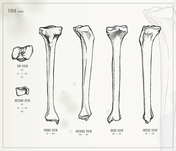 경골. 디스트리토 일러스트 - pencil drawing drawing anatomy human bone stock illustrations