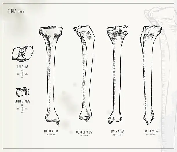 Tibia Back Imagens vetoriais e gráficos gratuitos de skeleton front and back ...