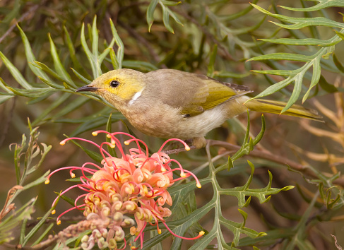 A pretty little Australian white-plumed honeyeater, perched while taking nectar from a showy grevillea flower.