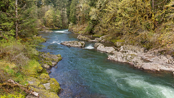 istock South Santiam River Rapids Trees Moss Western Oregon 471501983