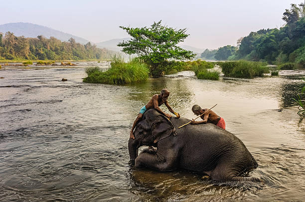 Elephants bathing in River Periyar, Kerala, India Ernakulum, India - January 11, 2012: Young elephants being bathed by their mahouts (carers and trainers) in the Periyar River a few kilometres from Ernakulum and on the way to the hill station of Munnar (all in Kerala, south India). This photograph was shot in the early morning and the elephants seem to be enjoying themselves but they were also being trained to obey their mahouts. elephant handler stock pictures, royalty-free photos & images