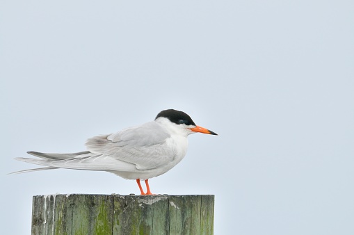 A Forster's Tern, Sterna forsteri, stands in profile on a piling along Bat Creek near Ocean City and you can see through its nostril that is uses to breath while eating its prey