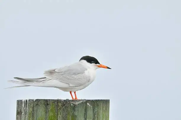 A Forster's Tern, Sterna forsteri, stands in profile on a piling along Bat Creek near Ocean City and you can see through its nostril that is uses to breath while eating its prey