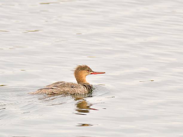 A Red-breasted Merganser, Mergus serrator, in breeding plumage swims along in the Assateague Island National Seashore looking for love