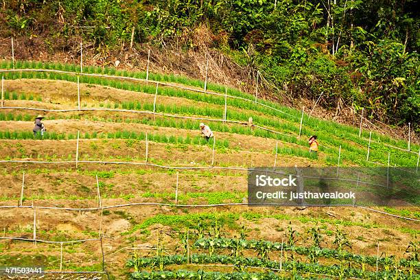 Landwirte Bei Der Arbeit Stockfoto und mehr Bilder von Agrarbetrieb - Agrarbetrieb, Asien, Bauernberuf