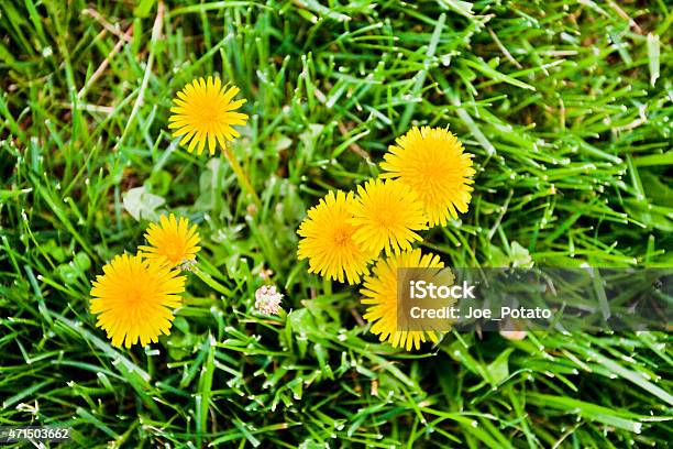 Dandelions In Grass Stock Photo - Download Image Now - 2015, Blossom, Dandelion