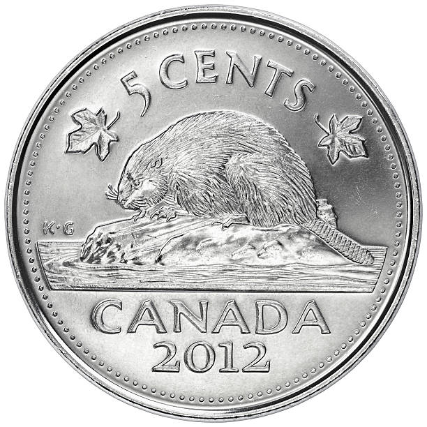 inverter canadiana a moeda de cinco cêntimos - beaver canada north america rodent imagens e fotografias de stock