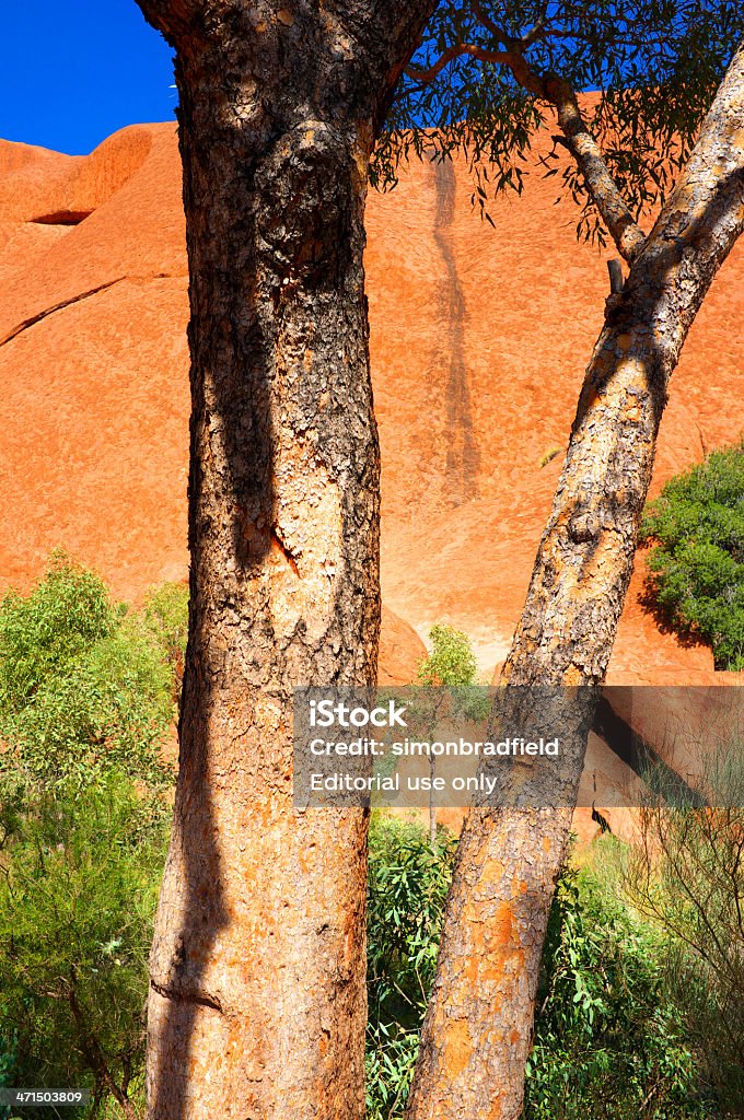 Ayers Rock Gumtrees - Lizenzfrei Australien Stock-Foto