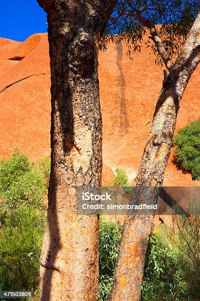 Ayers Rock Gumtrees Stockfoto und mehr Bilder von Australien - Australien, Australisches Buschland, Ayers Rock