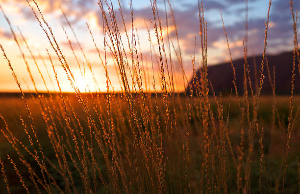 улуру dawn - uluru australia northern territory sunrise стоковые фото и изображения