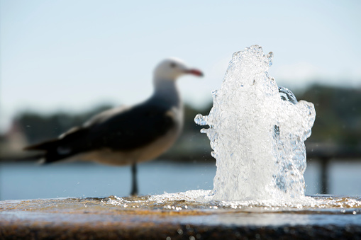 seagull standing by a fountain