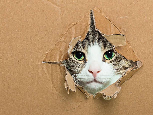 istock Adorable kitten poking her head through a cardboard box 471504573