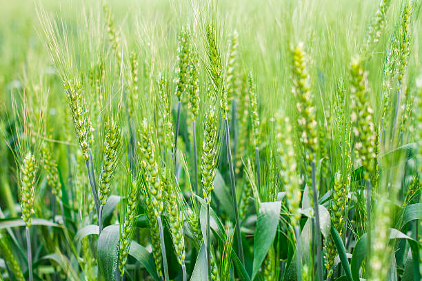 istock Close-up of Wheat Field 471504801