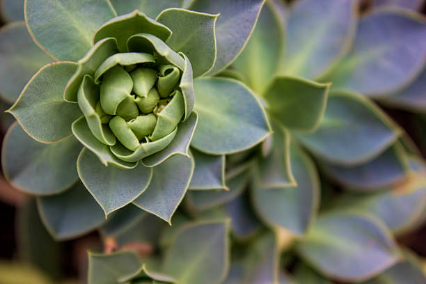 Blue Spurge in early spring close up. Also known as myrtle spurge, creeping spurge, \