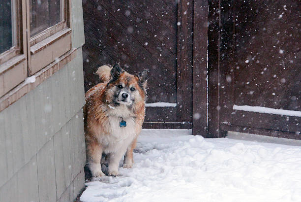 istock Dog In A Snowstorm 471505268