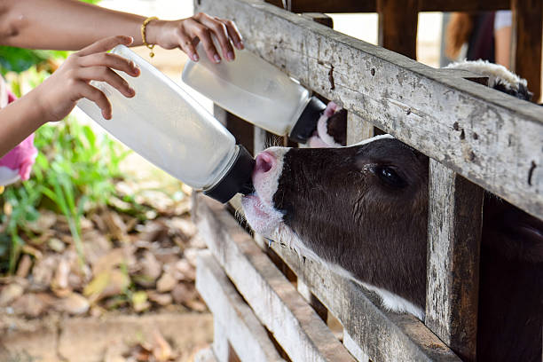istock Milk feeding of a calf. 471505564
