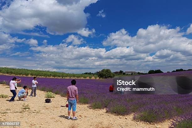 Touristen In Lavendelfeld Stockfoto und mehr Bilder von Asiatischer und Indischer Abstammung - Asiatischer und Indischer Abstammung, Baumblüte, Besichtigung