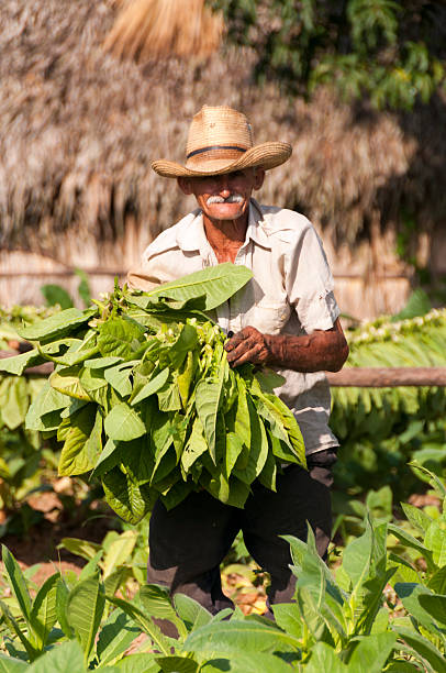 Cuban farmer shows the harvest of tobacco field stock photo