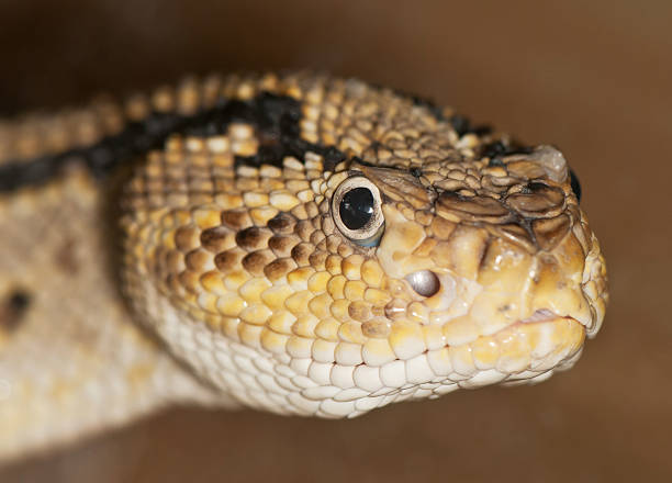 istock portrait of a poisonous snake 471506837