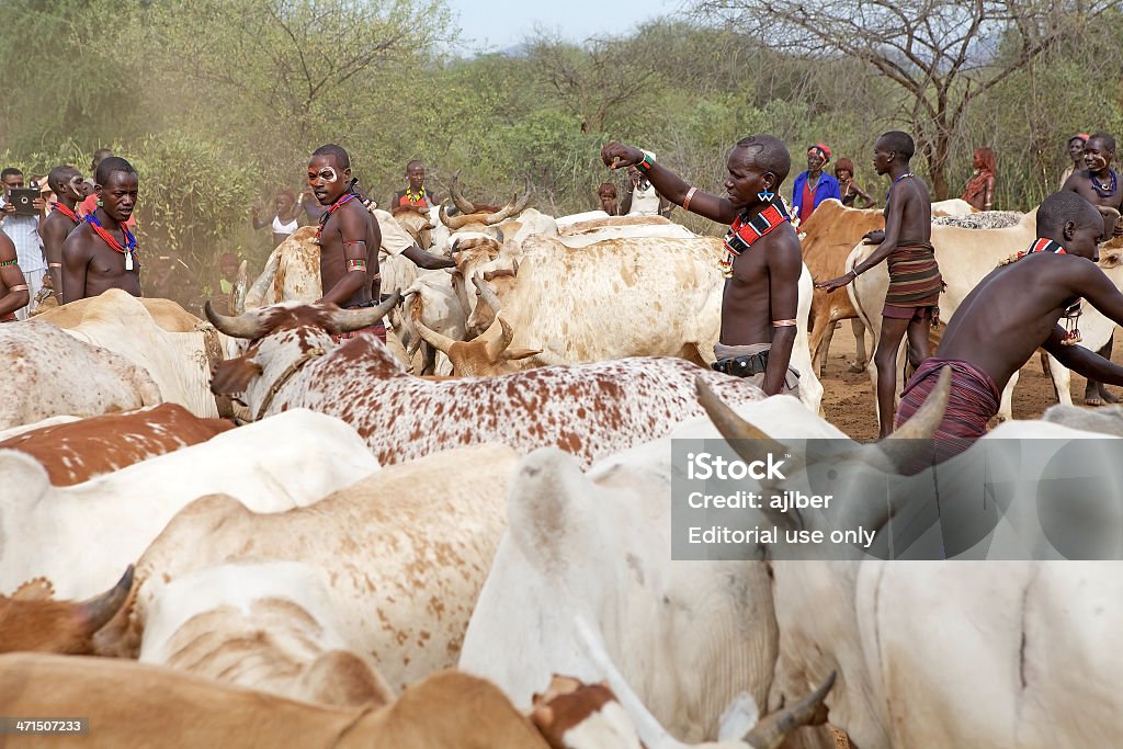 Los hombres africanos y de ganado - Foto de stock de Acontecimiento libre de derechos