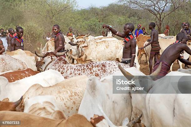 Los Hombres Africanos Y De Ganado Foto de stock y más banco de imágenes de Acontecimiento - Acontecimiento, Adulto, Aire libre