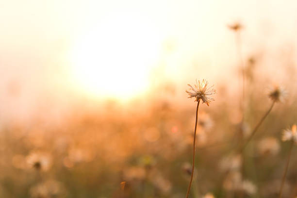 Grass flowers sunset stock photo