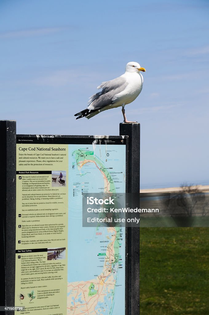 Gull an der Meeresküste - Lizenzfrei Cape Cod Stock-Foto