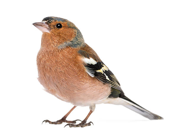 Male Common Chaffinch - Fringilla coelebs, isolated on white Male Common Chaffinch - Fringilla coelebs, isolated on white finch stock pictures, royalty-free photos & images