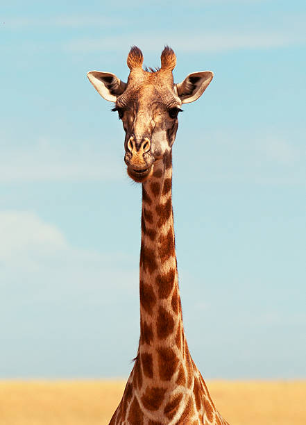giraffa in masai mara - masai giraffe foto e immagini stock